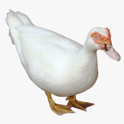 Ngan Pháp Siêu Nặng