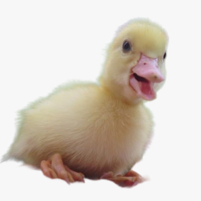 Hướng Dẫn Nuôi Và Chăm Sóc Ngan Pháp R71 Nhanh Lớn